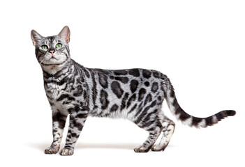 Side view of a Silver bengal cat, standing and looking up, in front of a white background