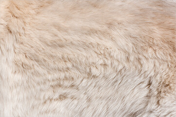 Macro of Berger blanc suisse dog hair