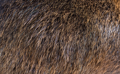Macro of Coypu hair