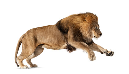 Male adult lion, Panthera leo, leaping, isolated on white