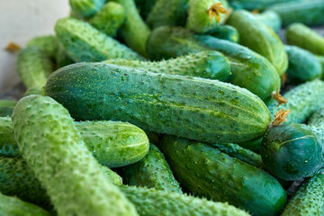 Fresh juicy cucumbers just picked in garden.