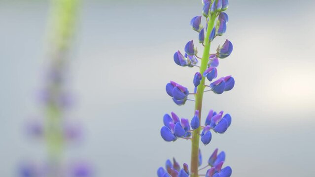 Lupins floral background in summer. Wild flowers pink and violet lupin or lupinus albus. Slow motion.