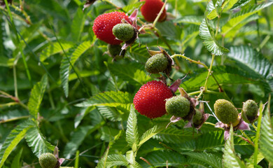 A beautiful, large, ripe red raspberry in green bushes with many ripe and green berries in the bright rays of the sun. Rubus illecebrosus, gardening, growing berries. Selective focus