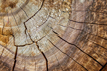 Close-up of texture of sawn wood.
