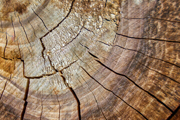 Fototapeta premium Close-up of texture of sawn wood.