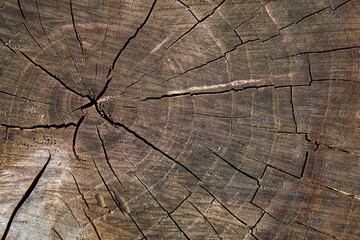 Cracks on sawing of tree stump.