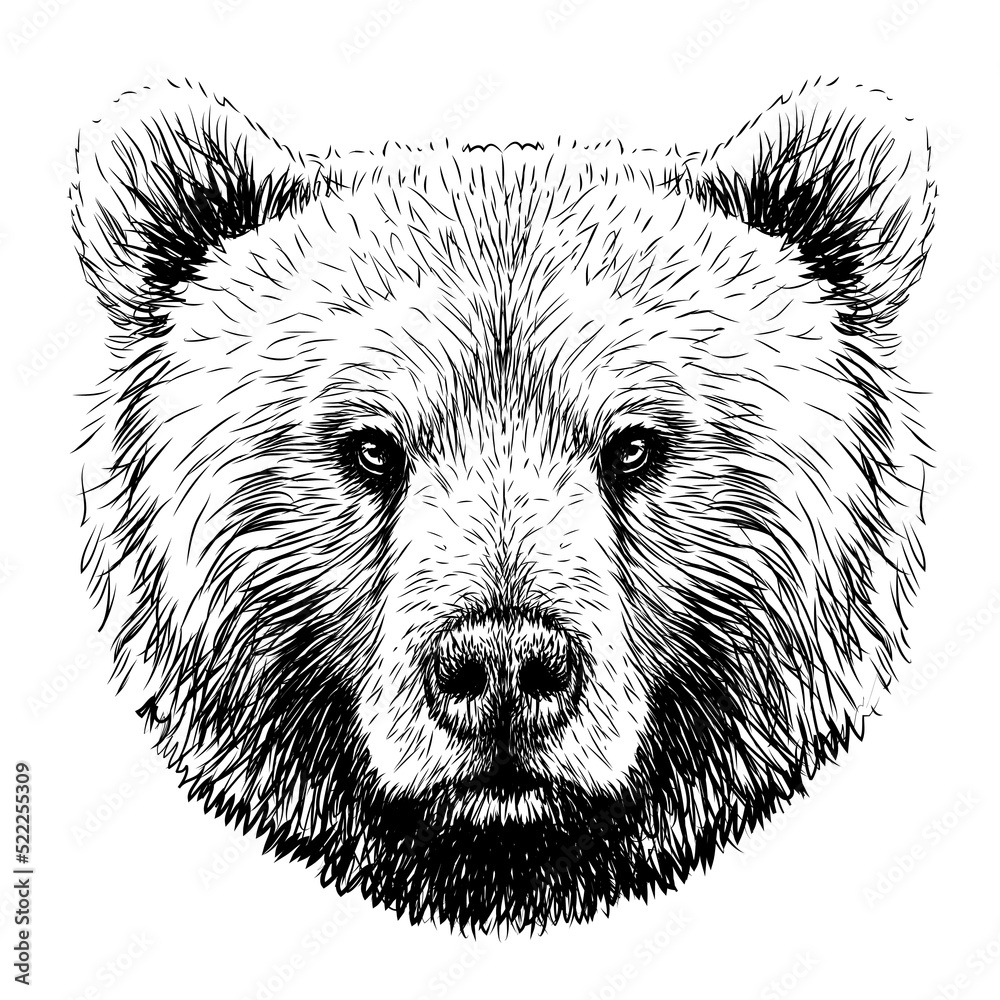 Canvas Prints bear. graphic image of a bear's head in sketch style on a white background. digital vector graphics.