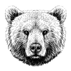 Bear. Graphic image of a bear's head in sketch style on a white background. Digital vector graphics. - 522255309