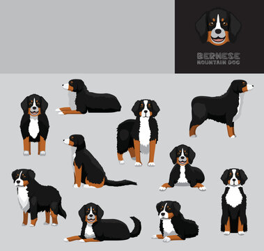 Dog Bernese Mountain Dog Cartoon Vector Illustration Color Variation Set