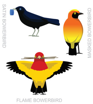 Cute Bird Bowerbird Set Cartoon Vector