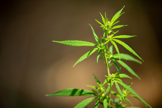Cannabis plantation in the Chui valley. Bushes of cannabis by a stern plan. Leaves of narcotic plants for the manufacture of anasha. Hemp. marijuana