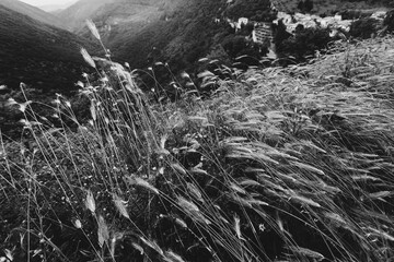 Grass on the field during sunrise. Agricultural landscape in the summer time