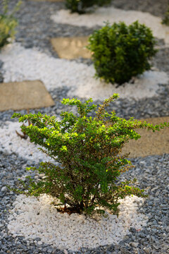 Evergreen floral plant tree photographed in a beautiful garden. White marble and green rock on the ground. Landscaping ideas.