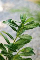 Common or English laurel plant (Prunus laurocerasus Caucasica) photographed in a beautiful garden. White marble and green rock on the ground. Landscaping ideas.