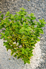 Evergreen spindle floer plant (Euonymus japonicus) photographed in a beautiful garden. White marble and green rock on the ground. Landscaping ideas.