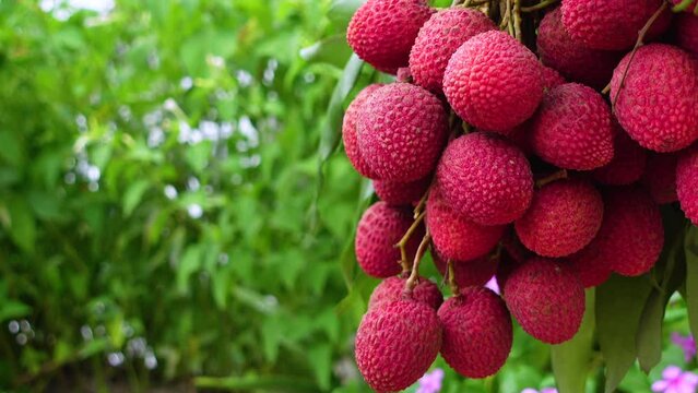 A bunch of pink lychee hangs in the garden.  A bunch of fresh pink lychee hangs from the green background. Litchi fruit close-up  4k video. 
