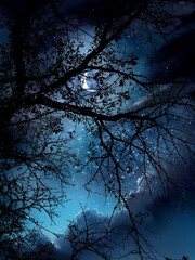 Landscape illustration of night sky with stars shining beyond a monochrome silhouette of overgrown dead branches.