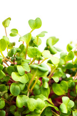 Vegetable greens of pink radish, useful microgreen close-up on a white background, organic food