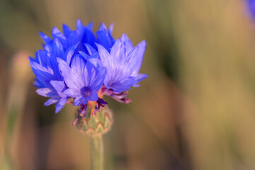 Flower of a cornflower