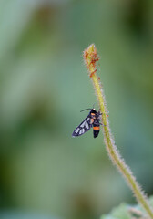 Naklejka premium tiny wasp moth on tree branch