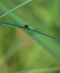 small hibiscus harlequin bug on green leaf