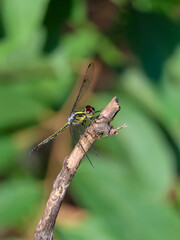 close up of a forest skimmer dragonfly