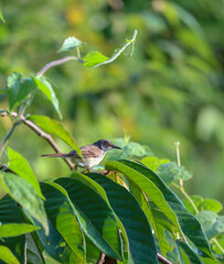 hill prinia bird on tree branch