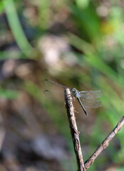 skimmer dragonfly on a branch