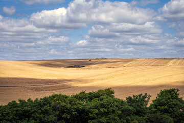 Fototapeta na wymiar View of cereal fields in the South Downs National Park, East Sussex, England