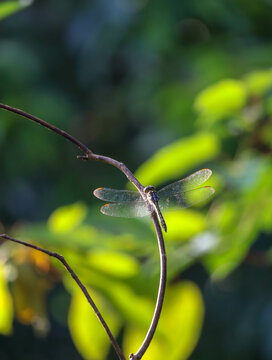 Skimmer Dragonfly On Leaf