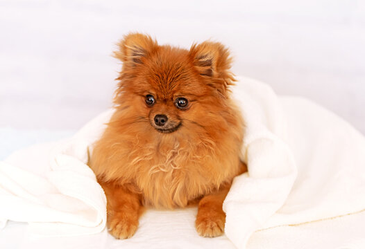 Funny  Orange Pomeranian Spitz wrapped in a towel.  Isolated on white background.