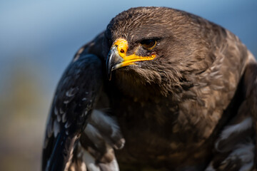eagle