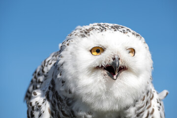 Obraz premium a snowy owl looks into the camera