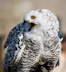 Obraz premium a snowy owl looks into the camera