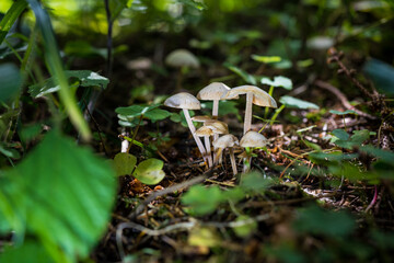 fungi