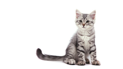 Siberian kitten on white background
