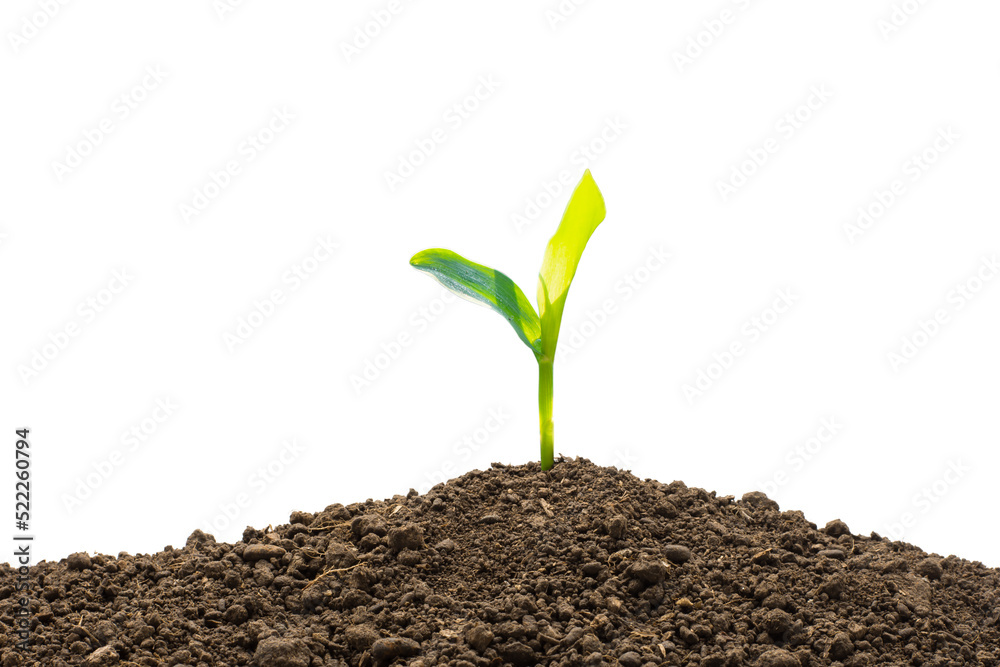 Wall mural corn seedlings thrive in fertile soil on a white background.