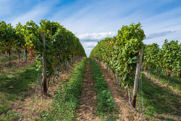 Fototapeta na wymiar View of a vineyard near Flonheim/Germany in Rheinhessen shortly before the harvest