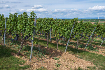 Fototapeta na wymiar View of a vineyard near Flonheim/Germany in Rheinhessen shortly before the harvest