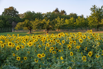 Obraz premium View of a small sunflower field in the evening near Frauenstein/Germany in Hesse