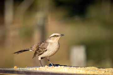 The field thrush is a kind of mimão. It is a bird famous for its vast repertoire of songs, which include imitations of other species. It can also be called Tagus do Campo, Sabiapoca or Calhandra