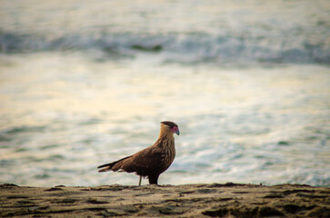 bird in the sand
