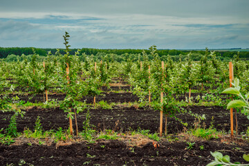 Fototapeta na wymiar Apple Tree Orchard. Rows of apple trees grow. New apple trees
