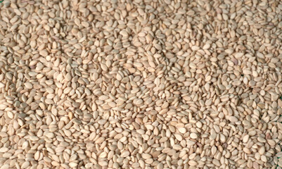  white sesame seeds, sesame seeds in a wooden spoon on an old rustic background close-up