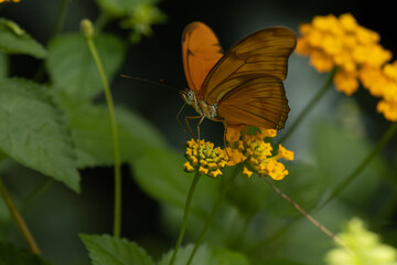 Julia Butterfly