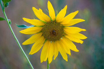 Summer sketch, yellow sunflower with bee on colored blurred background