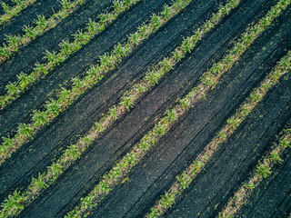 Apple Tree Orchard. Rows of apple trees grow. New apple trees