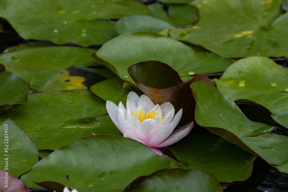 Poster Pink Water Lily