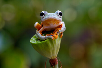 Fototapeta premium Rhacophorus Reinwardtii, Flying tree Frog on the branch