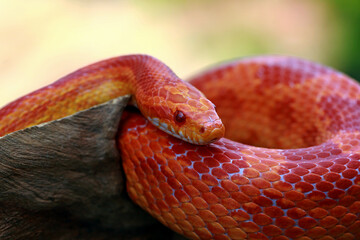 Fototapeta premium Corn Snake on the wood